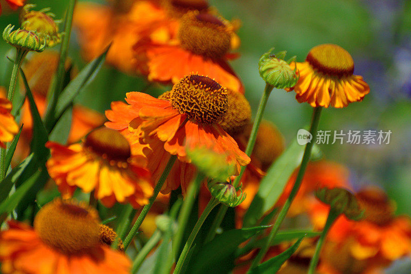 Rudbeckia /黑眼苏珊/圆锥花